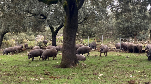 La montanera, clave para un buen cerdo ibérico